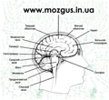 mozgus-baner120x120.jpg